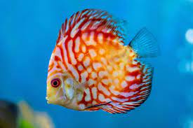 25 Types Of Aquarium Fish - What are the different types of Fish Aquarium? 37