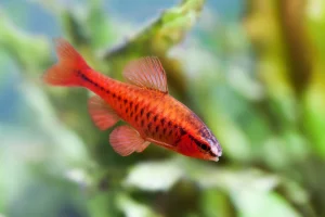 25 Types Of Aquarium Fish - What are the different types of Fish Aquarium? 25