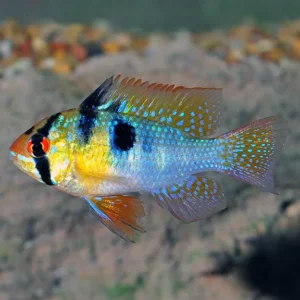 German Blue Ram