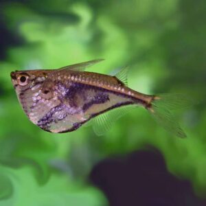 25 Types Of Aquarium Fish - What are the different types of Fish Aquarium? 32