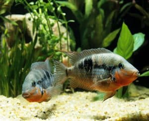 25 Types Of Aquarium Fish - What are the different types of Fish Aquarium? 28