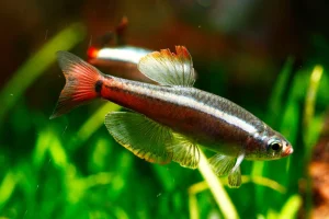 White Cloud Mountain Minnow