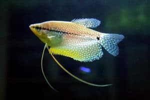 25 Types Of Aquarium Fish - What are the different types of Fish Aquarium? 26