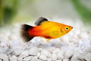 25 Types Of Aquarium Fish - What are the different types of Fish Aquarium? 22