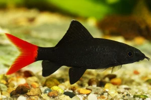 25 Types Of Aquarium Fish - What are the different types of Fish Aquarium? 36