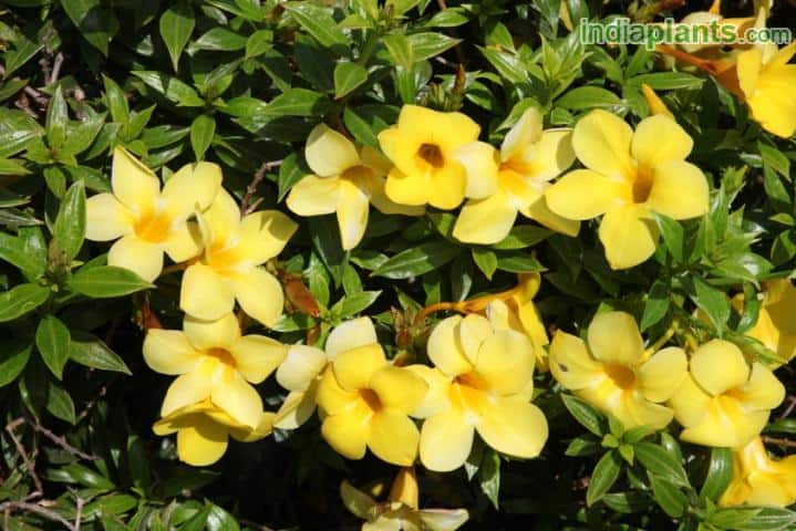 Allamanda - Climber Plants Names With Examples