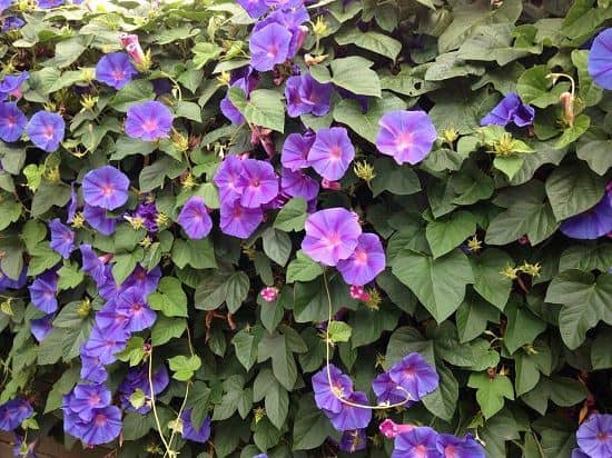 Bengal Clock Plant - Climber Plants Names With Examples