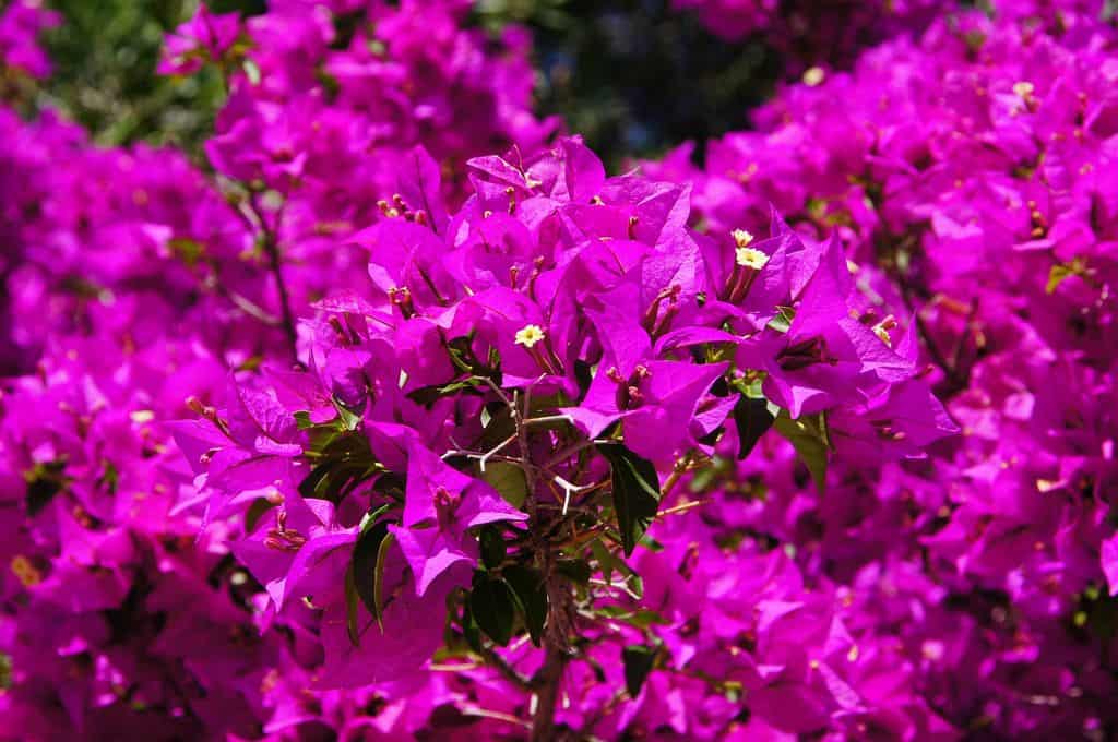 Bougainvillea - Climber Plants Name