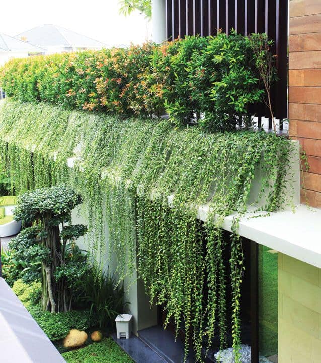 Curtain Plant - Climber Plants Name