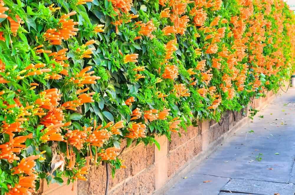 Flame Plant - Climber Plants Name