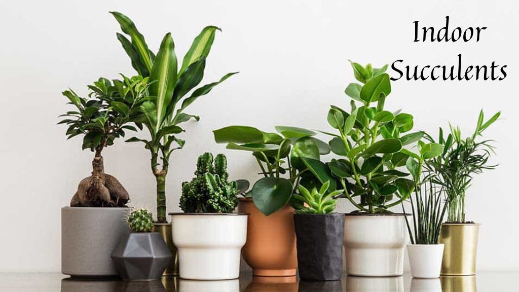 A Succulent Paradise: Exploring 20 Different Types of Succulent Plants | PropertyGeek" 7