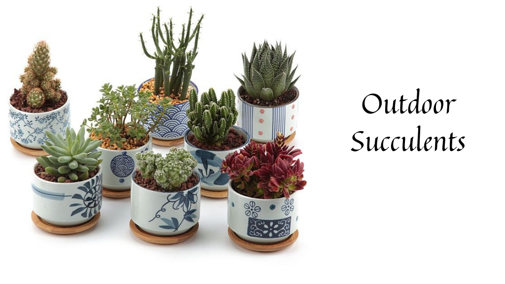 A Succulent Paradise: Exploring 20 Different Types of Succulent Plants | PropertyGeek" 8