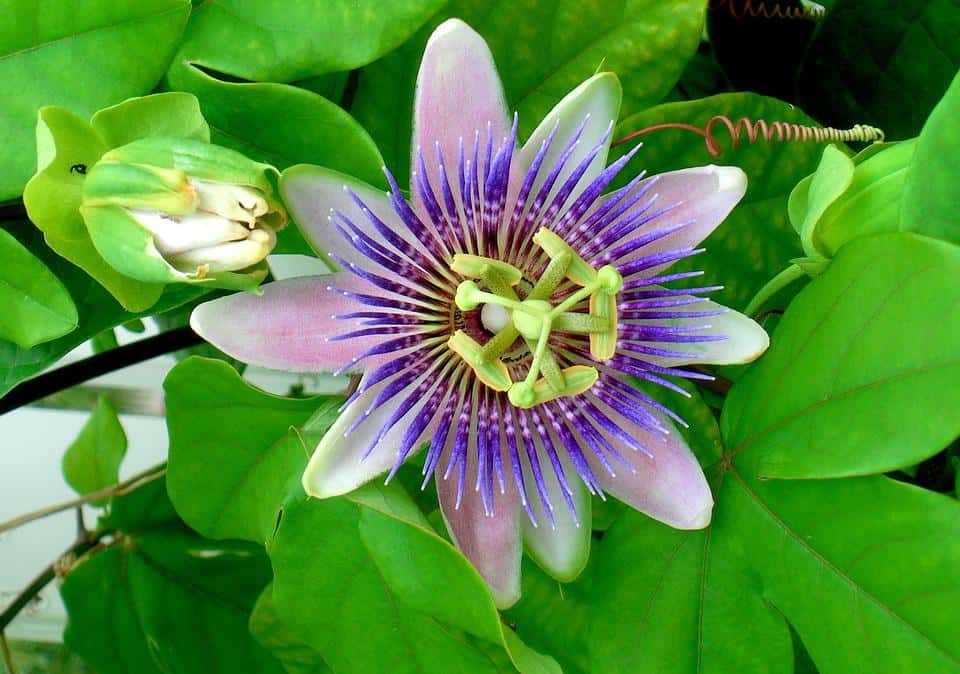 Passion Flower Vine - Climber Plants Name