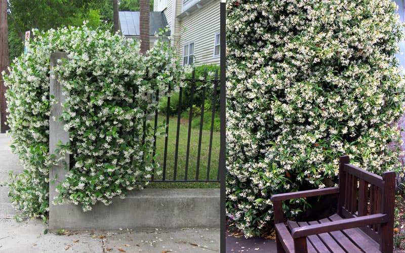 Star Jasmine - Climber Plants Name