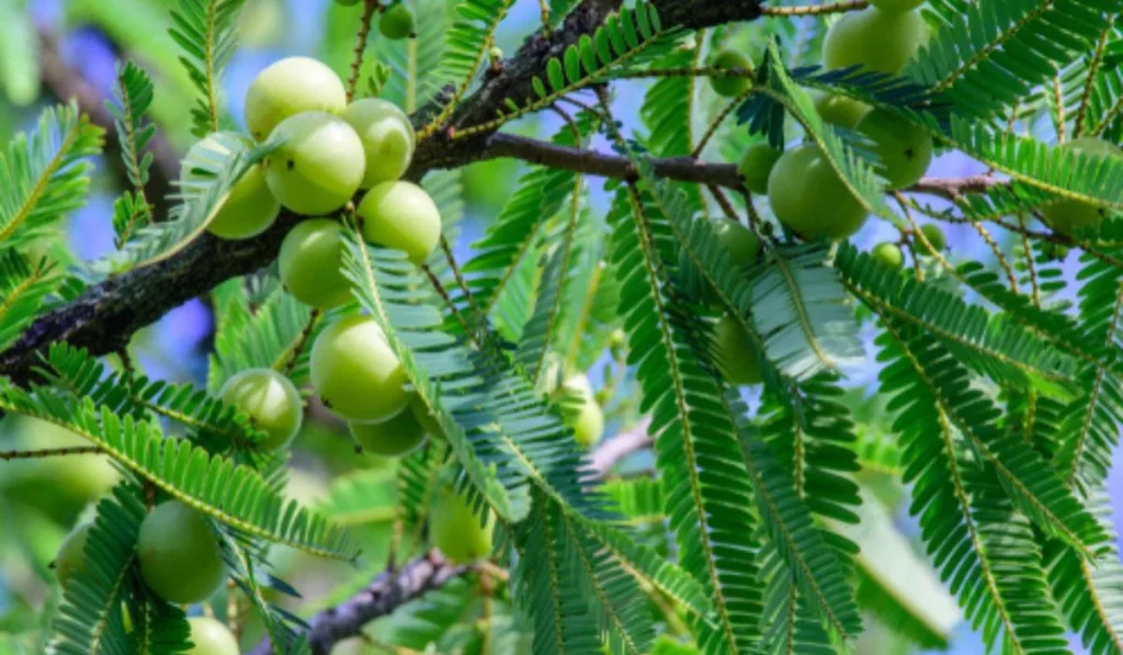 Amla tree