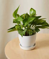 Best Lucky Plants for Home-sweet-homes: A Complete List of Lucky Plants for Home in India 12