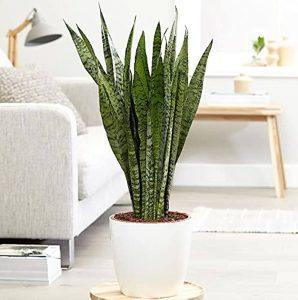 Embrace the Green Wonder: The Best Indoor Plants for Your Home 19