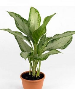 Chinese Evergreen