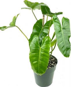 Philodendron