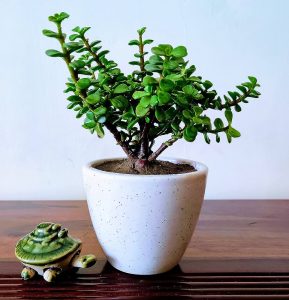 Jade Plant