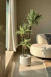 Embrace the Green Wonder: The Best Indoor Plants for Your Home 24