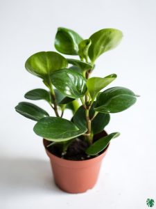 Embrace the Green Wonder: The Best Indoor Plants for Your Home 26