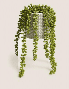 String of Pearls