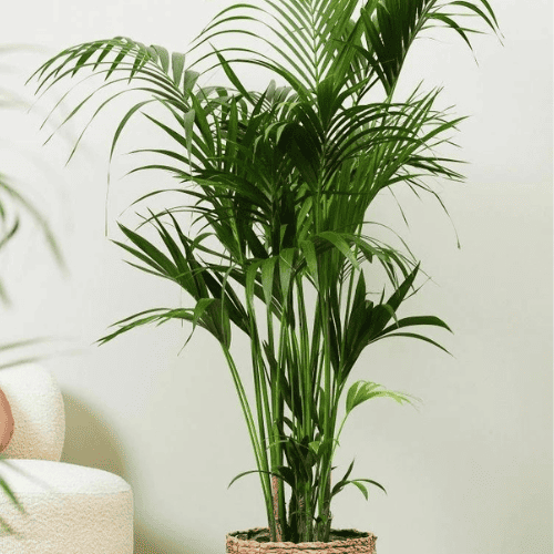 Embrace the Green Wonder: The Best Indoor Plants for Your Home 30