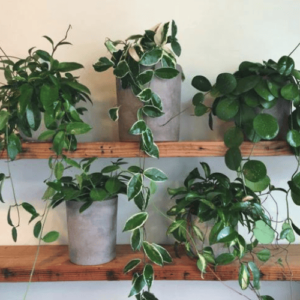 Embrace the Green Wonder: The Best Indoor Plants for Your Home 31