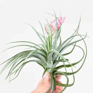 Embrace the Green Wonder: The Best Indoor Plants for Your Home 23