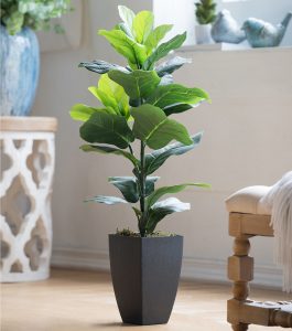 Embrace the Green Wonder: The Best Indoor Plants for Your Home 29