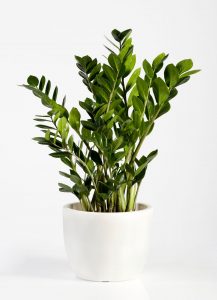 Embrace the Green Wonder: The Best Indoor Plants for Your Home 22