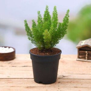 Asparagus Fern