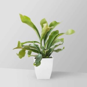 Embrace the Green Wonder: The Best Indoor Plants for Your Home 17