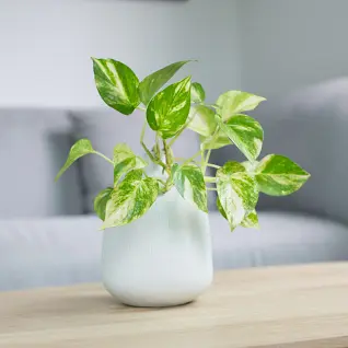 Top 14 Different Types of Money Plants to Consider For Home 2