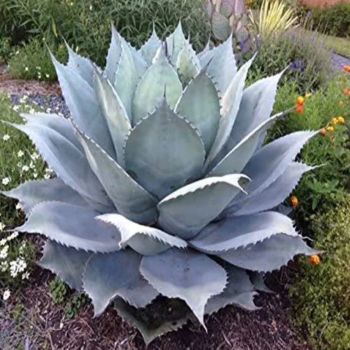 Whale’s Tongue Agave