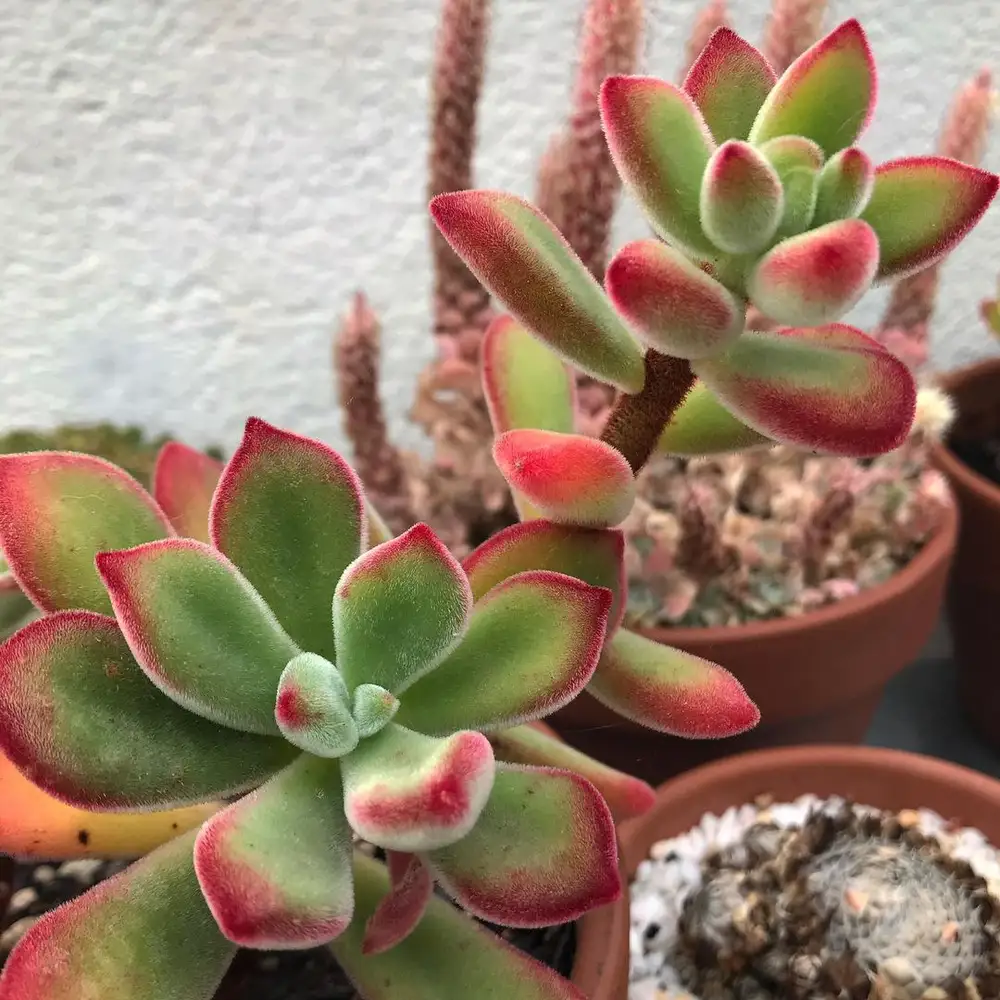 A Succulent Paradise: Exploring 20 Different Types of Succulent Plants | PropertyGeek" 10