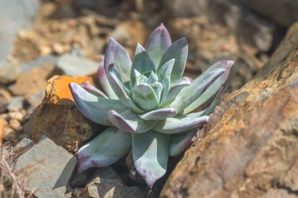 Dudleya