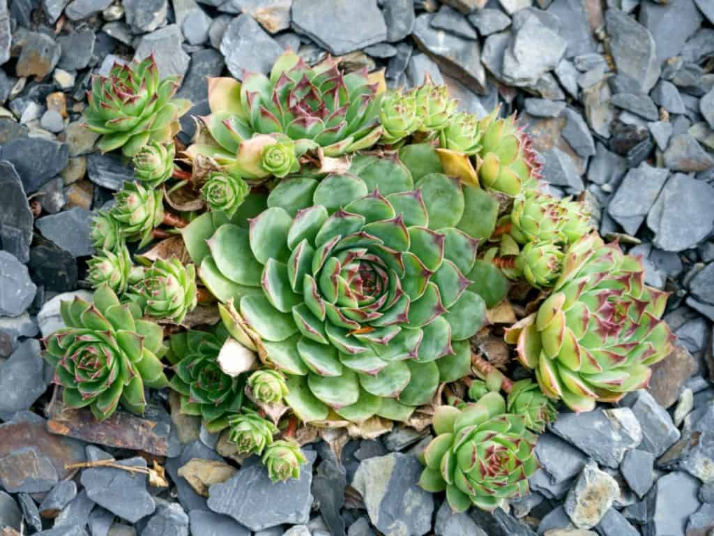 Hens-and-Chicks