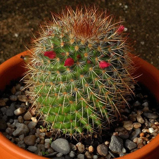 Pincushion Cactus